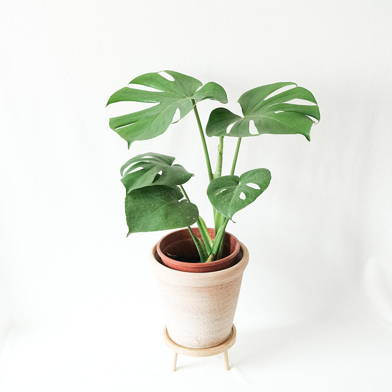 龜背芋