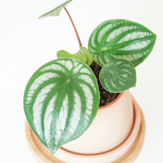 小西瓜皮椒草