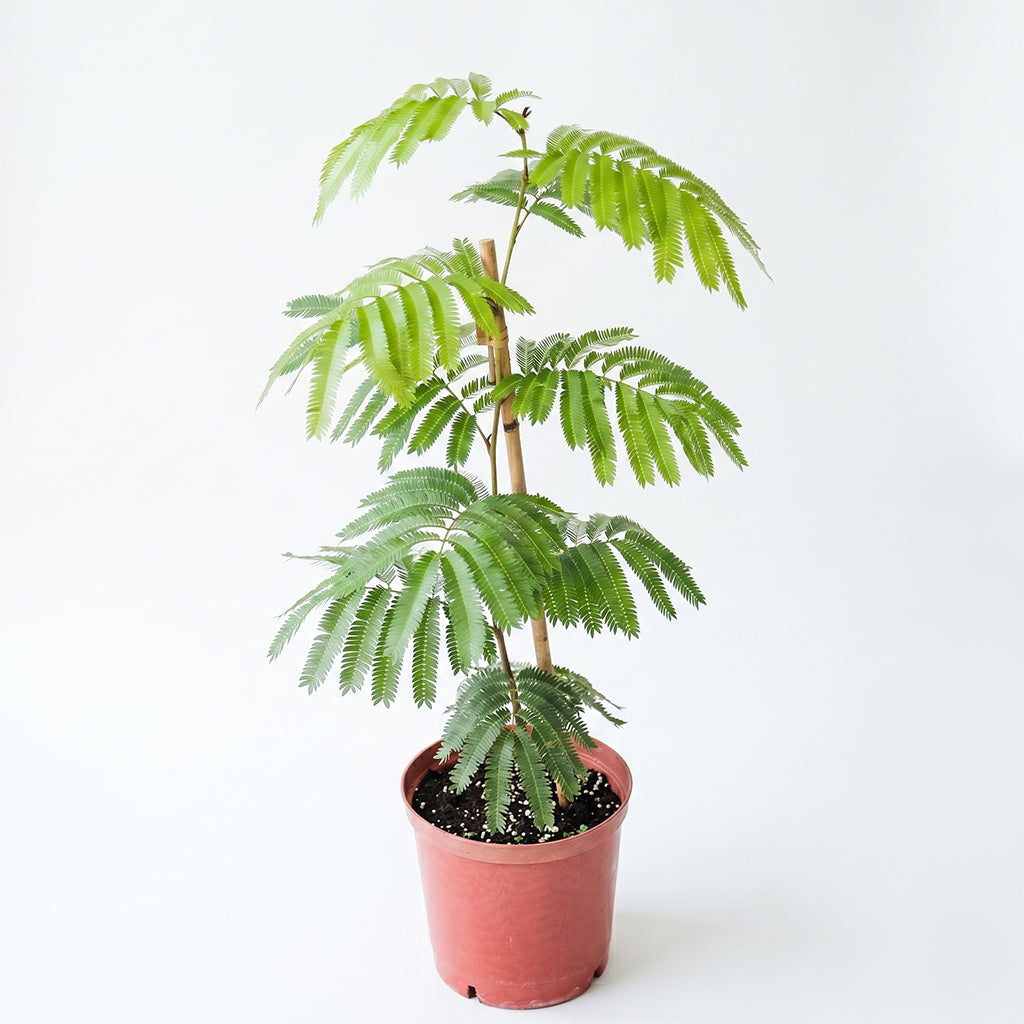 日本小豆樹