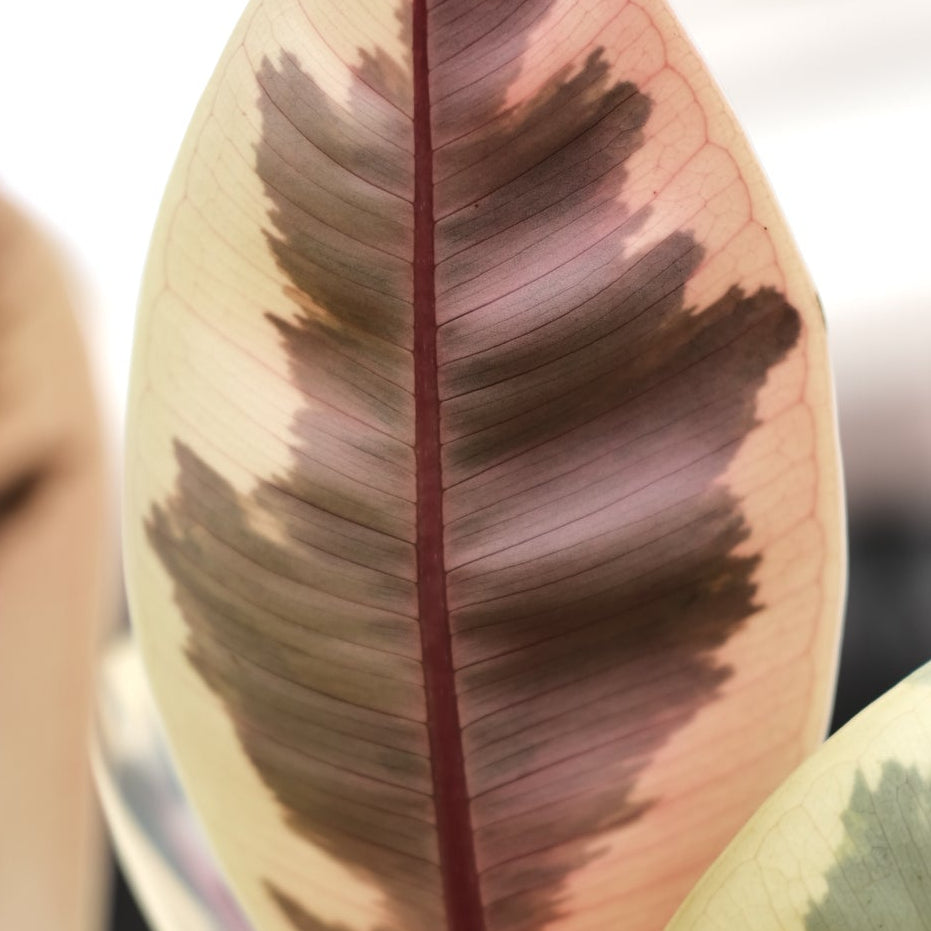 斑葉橡膠樹