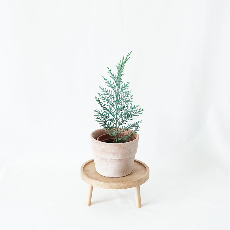 藍星柏