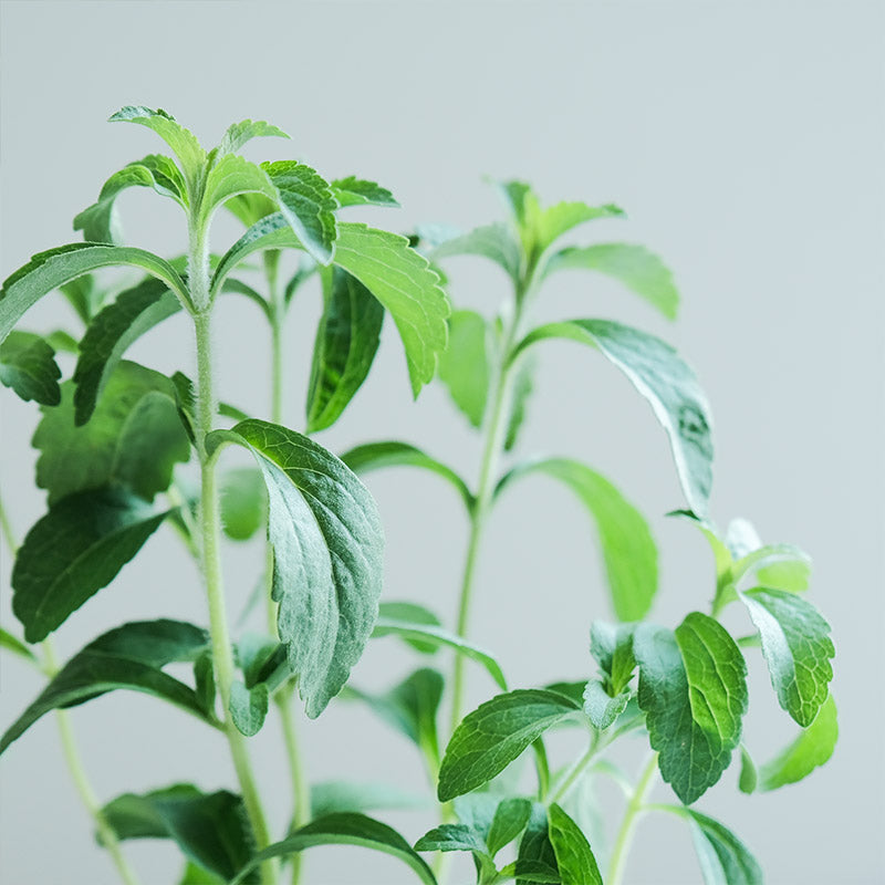 甜菊