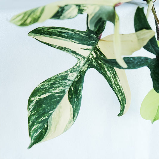 斑葉龍爪蔓綠絨