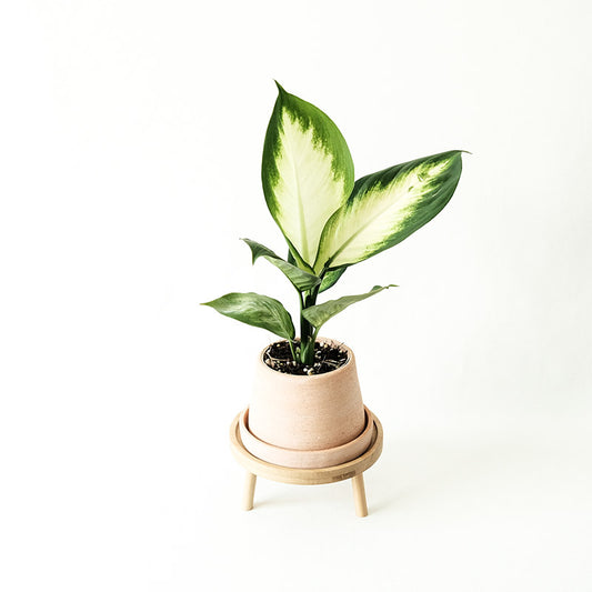 瑪利安黛粉葉