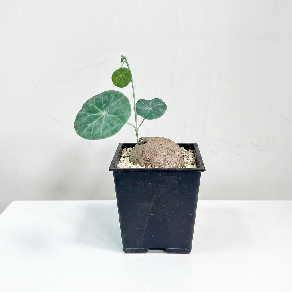圓葉山烏龜 （一物一拍）
