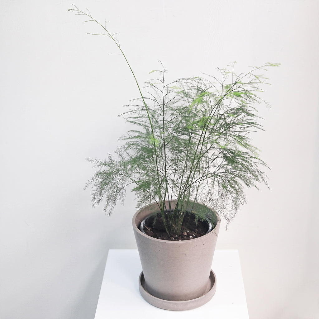 小樹文竹