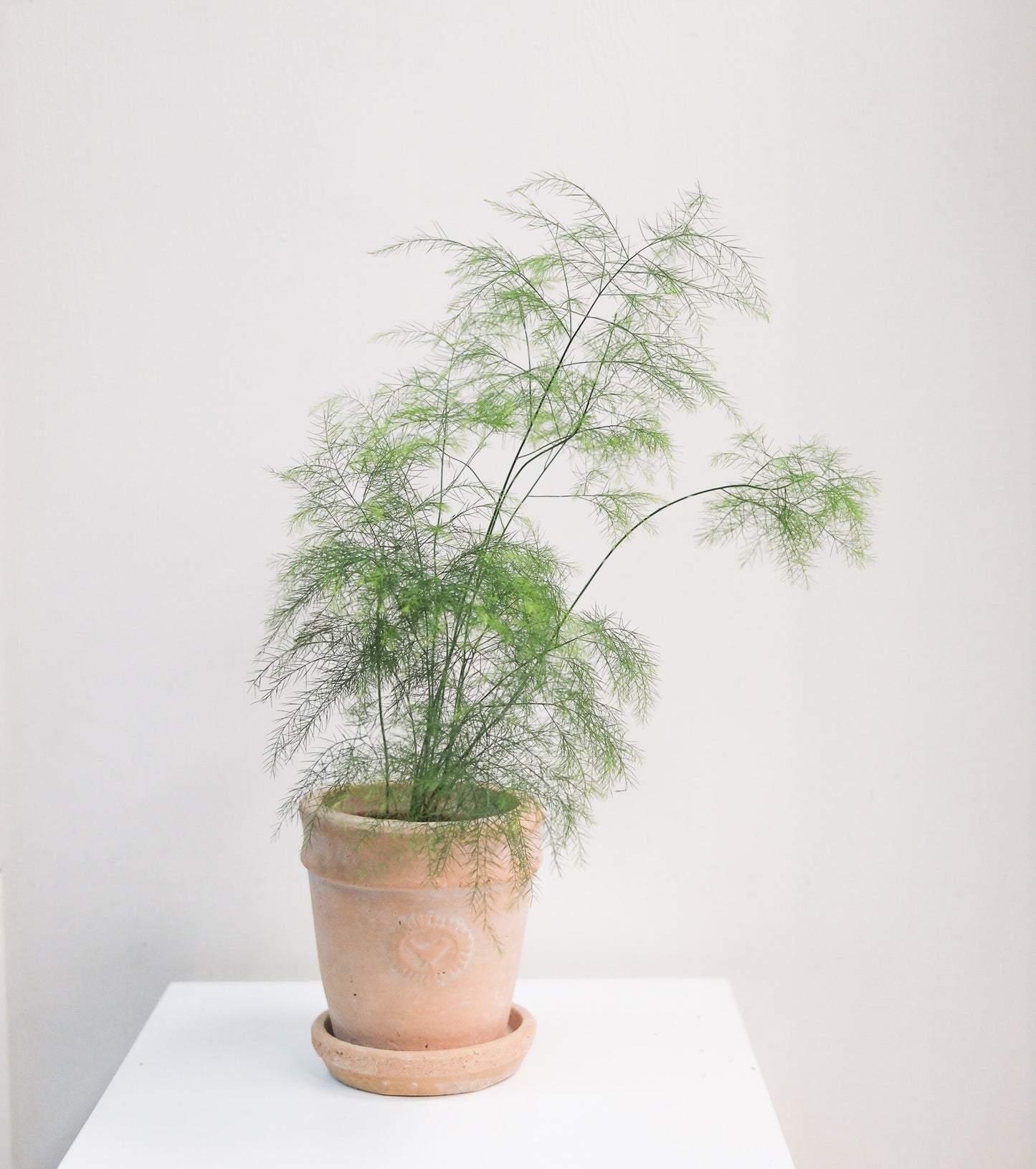 小樹文竹