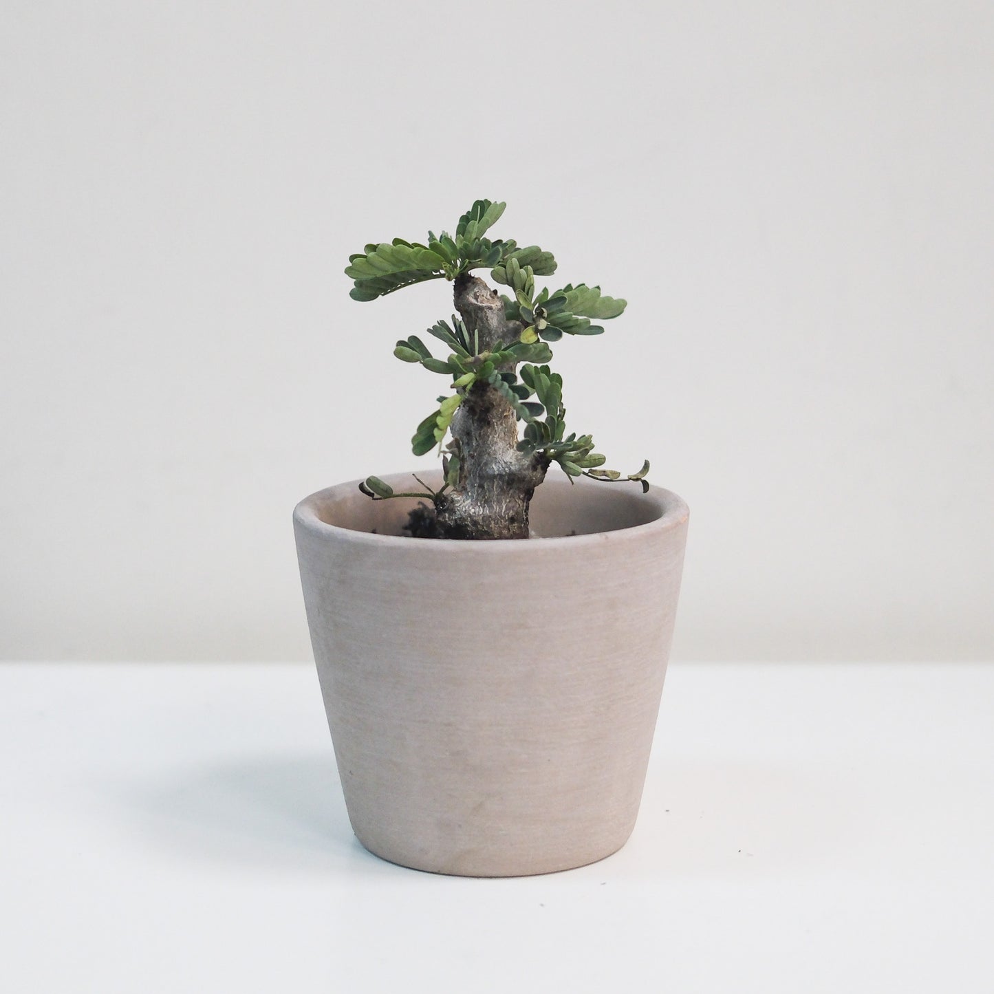 沙漠蘇木（一物一拍）