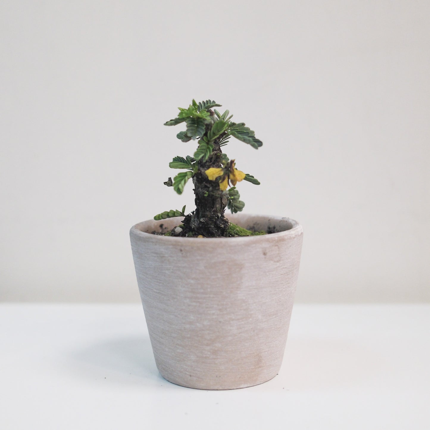 沙漠蘇木（一物一拍）