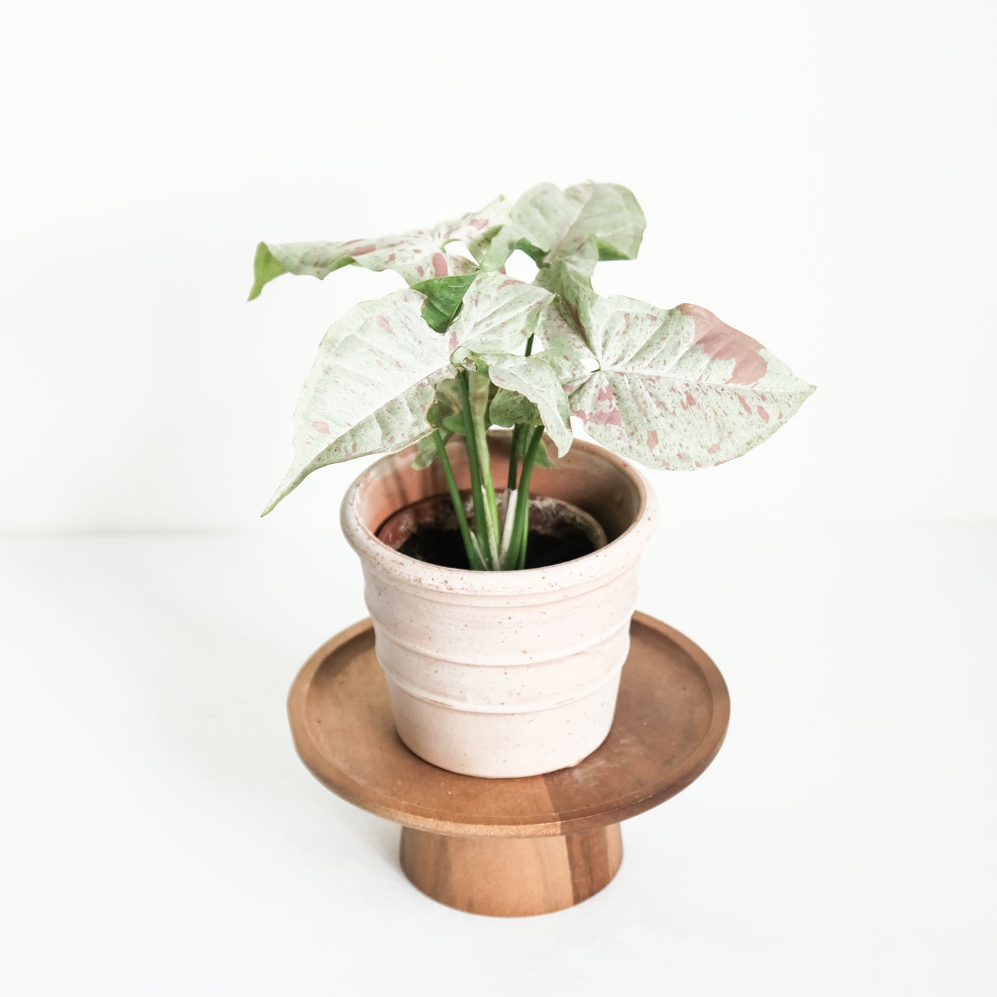 牛奶紙屑合果芋