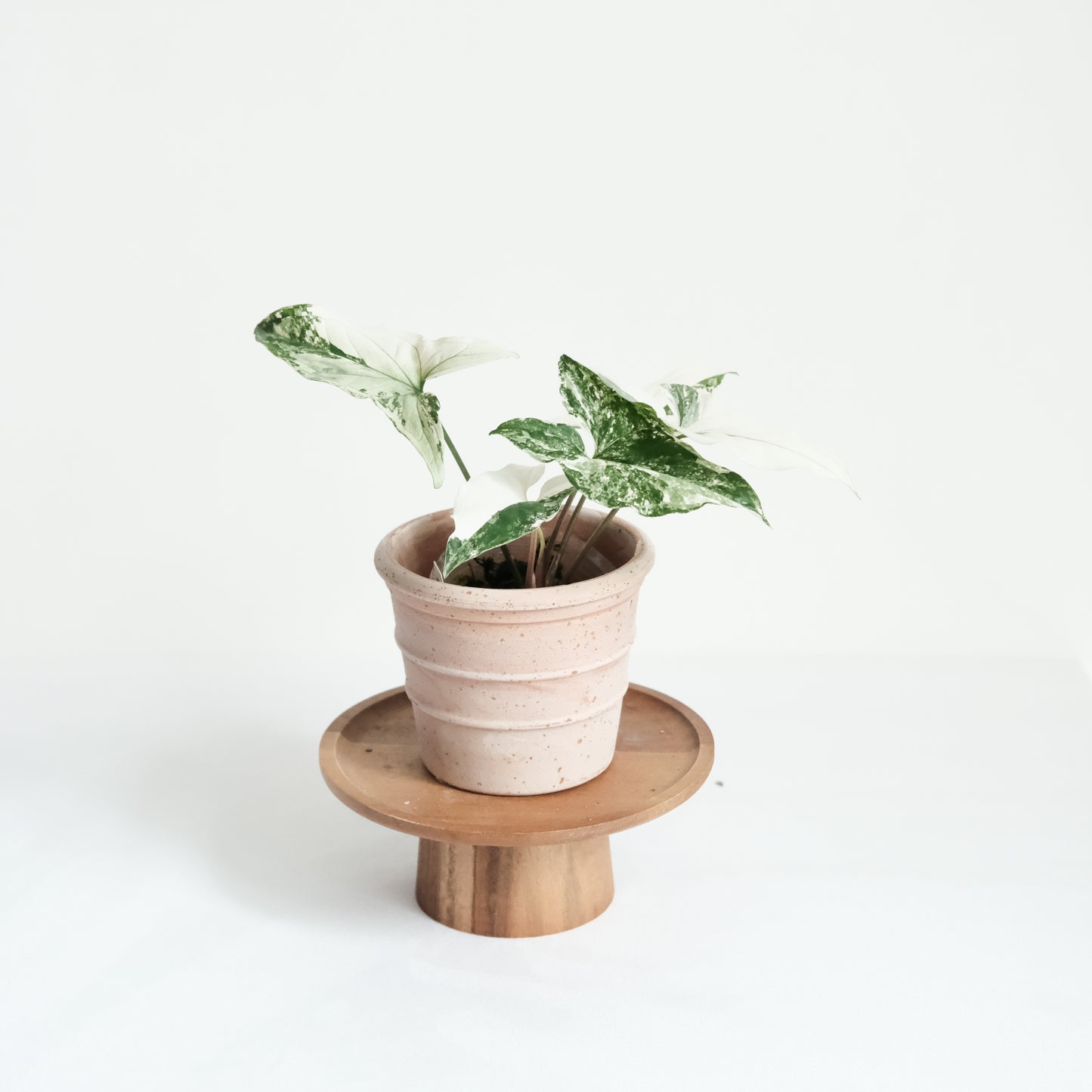 斑葉合果芋