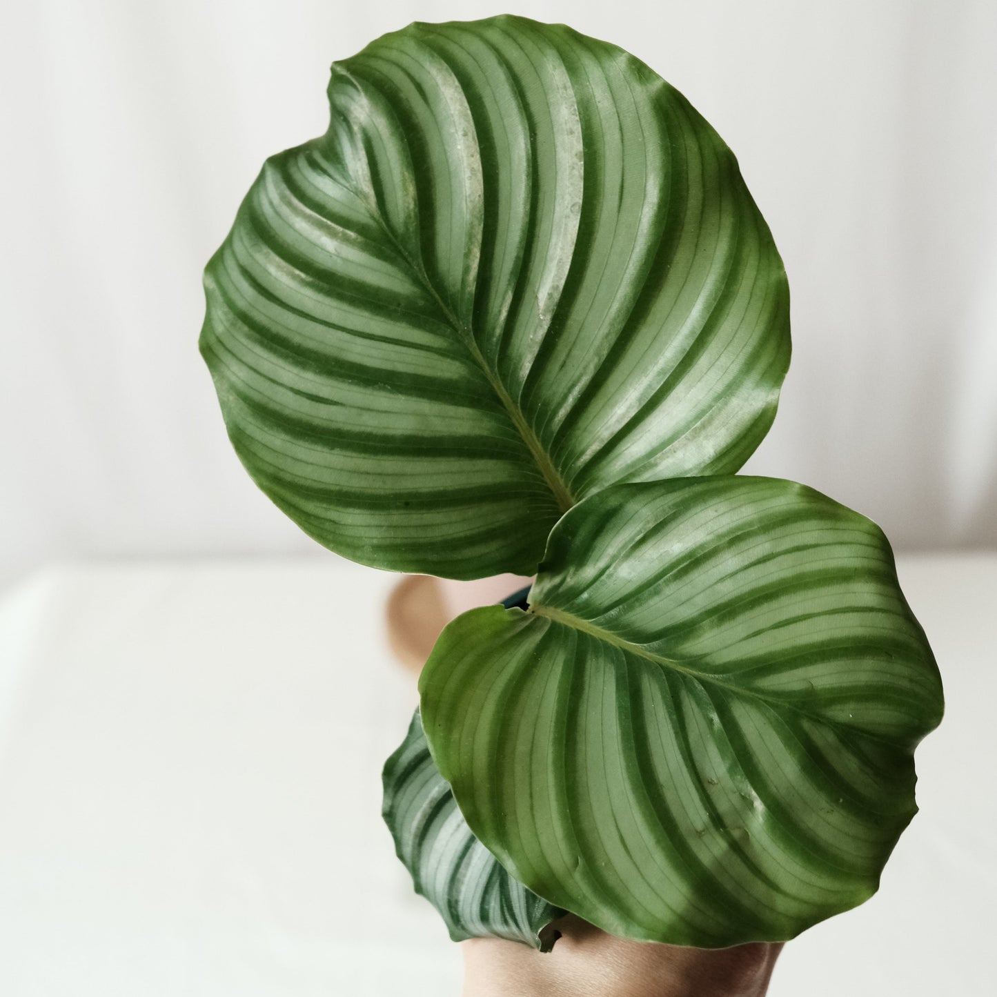 青蘋果竹芋