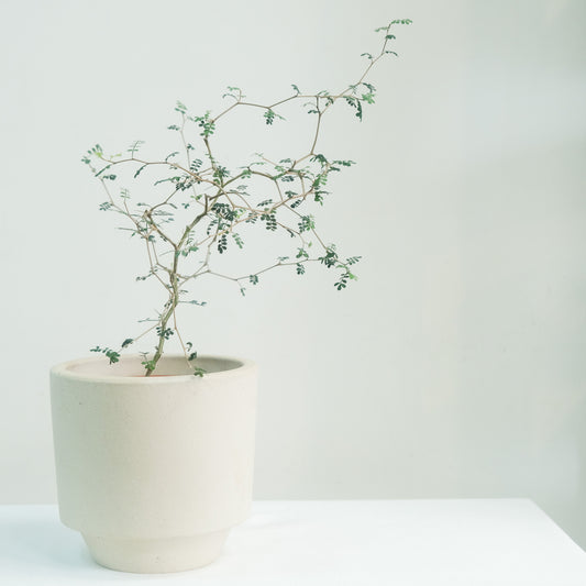 童話樹（限自取或北北基桃購買，不可郵寄）