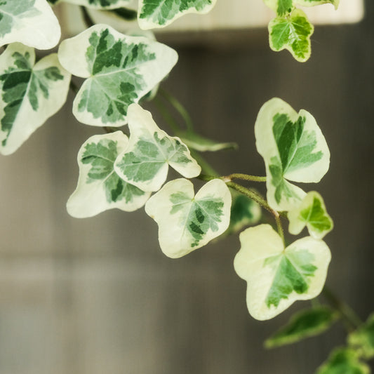 日本雪瑩常春藤