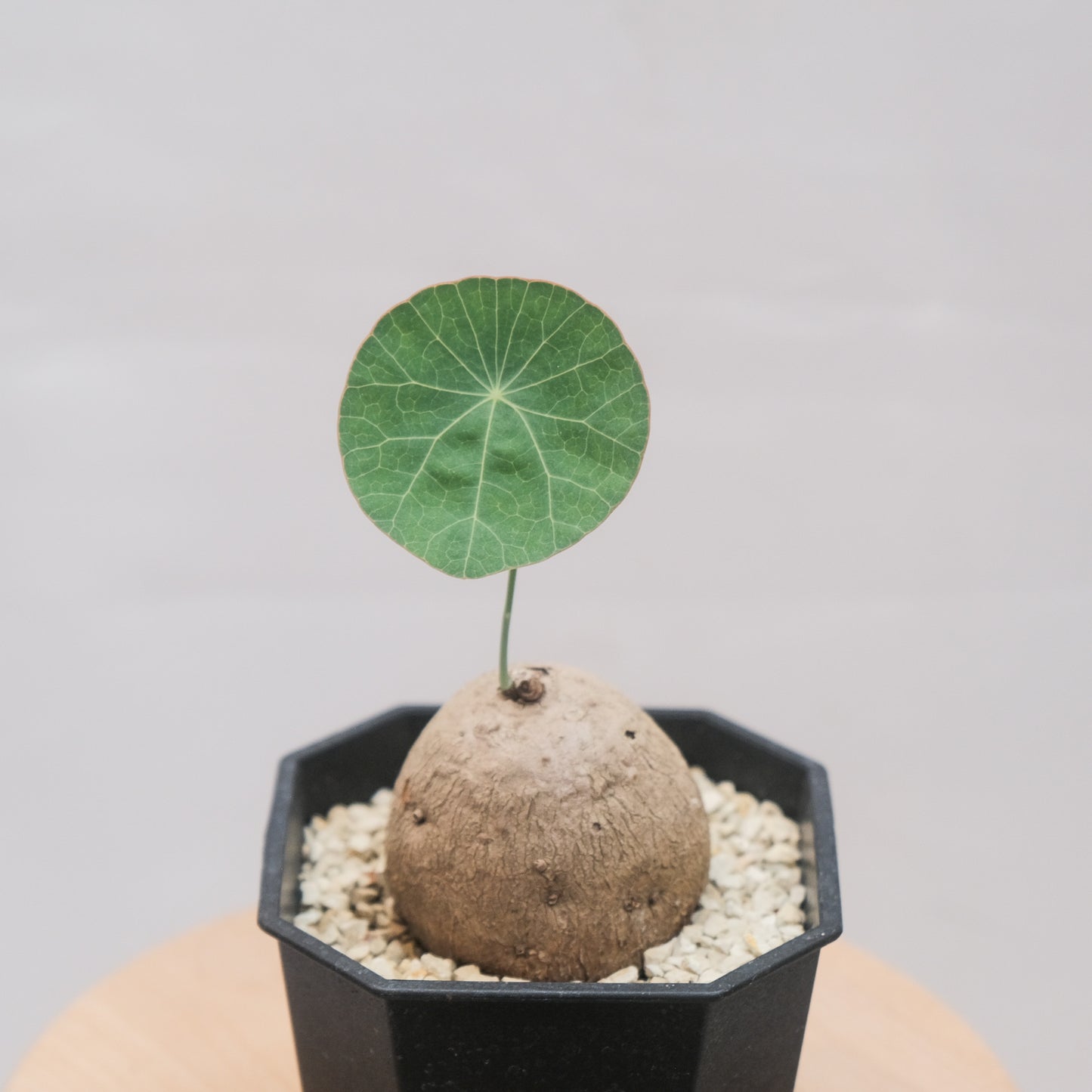 圓葉山烏龜 （一物一拍）