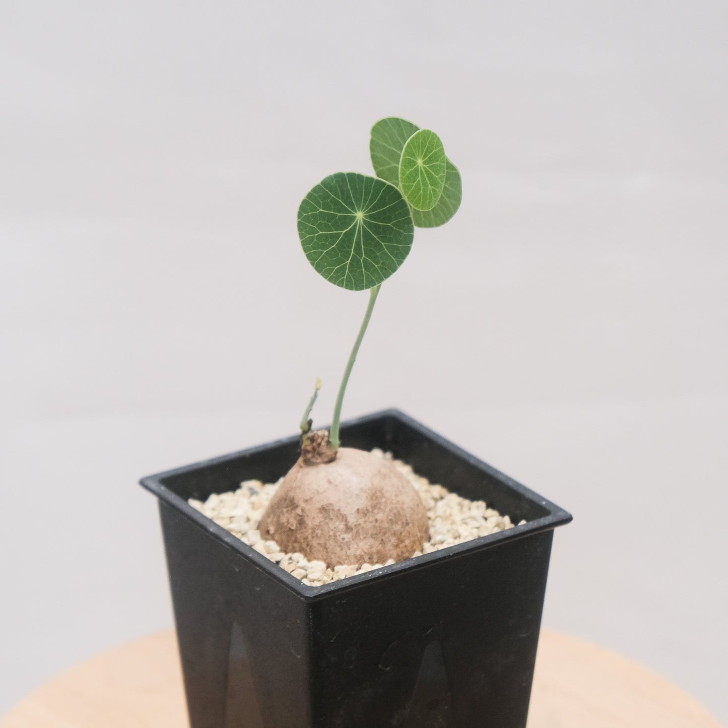 圓葉山烏龜 （一物一拍）