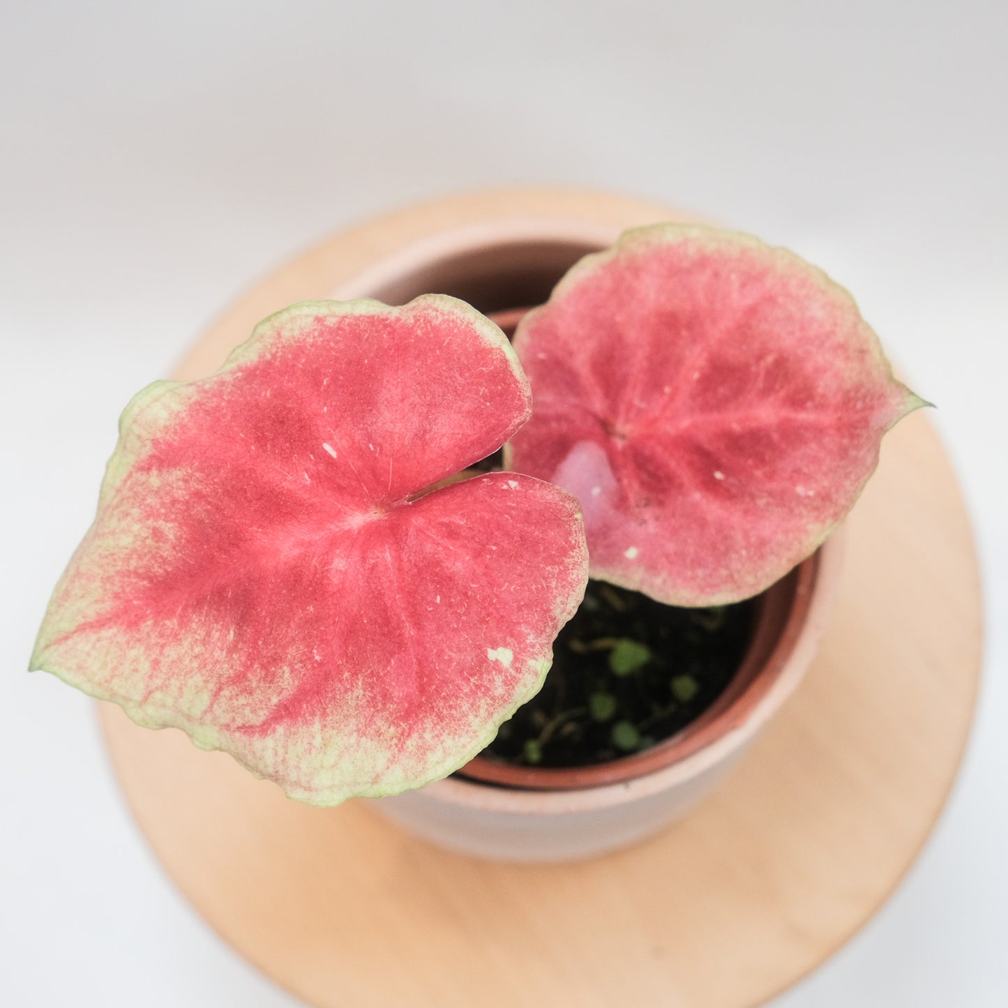 泰國彩葉芋（一物一拍）