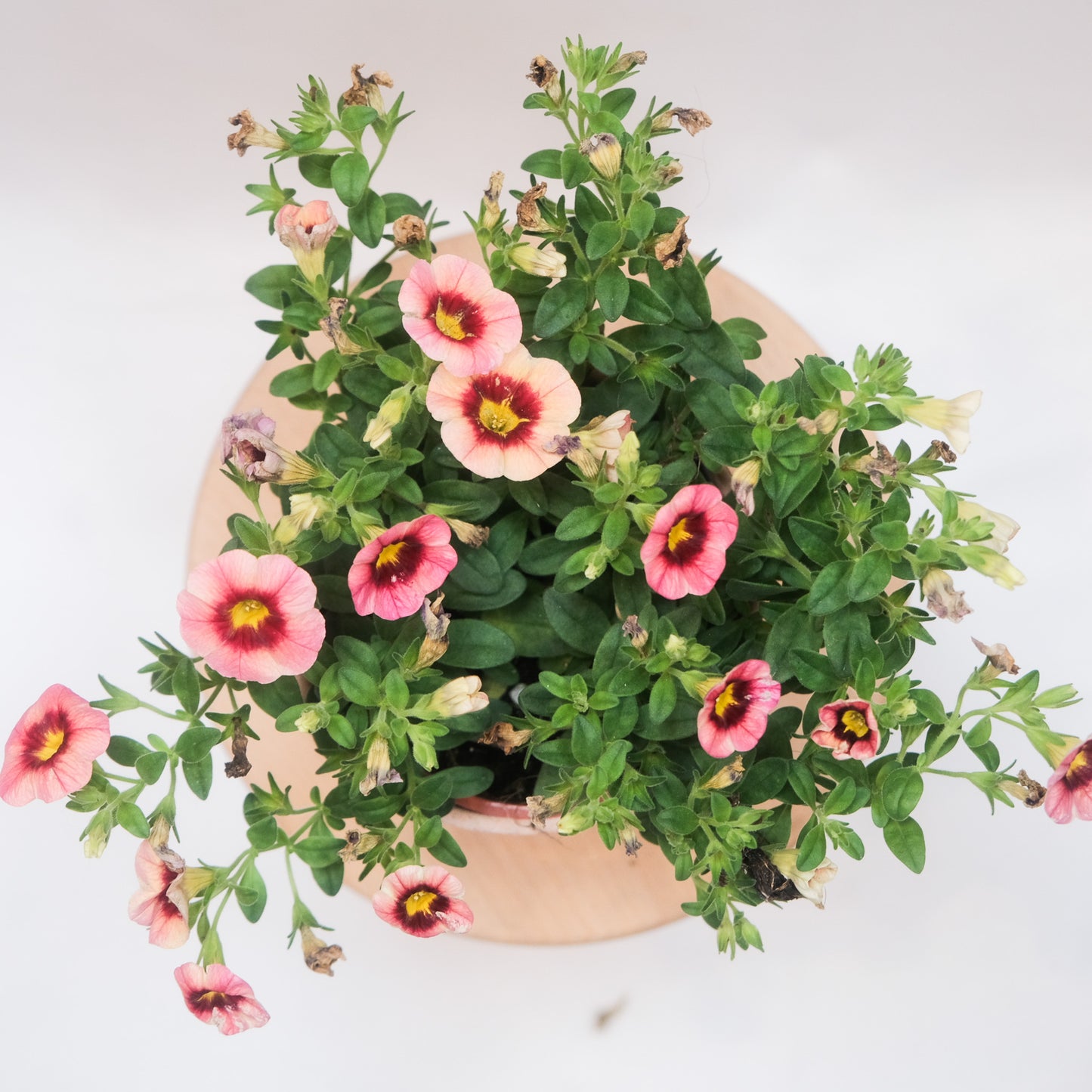 舞春花