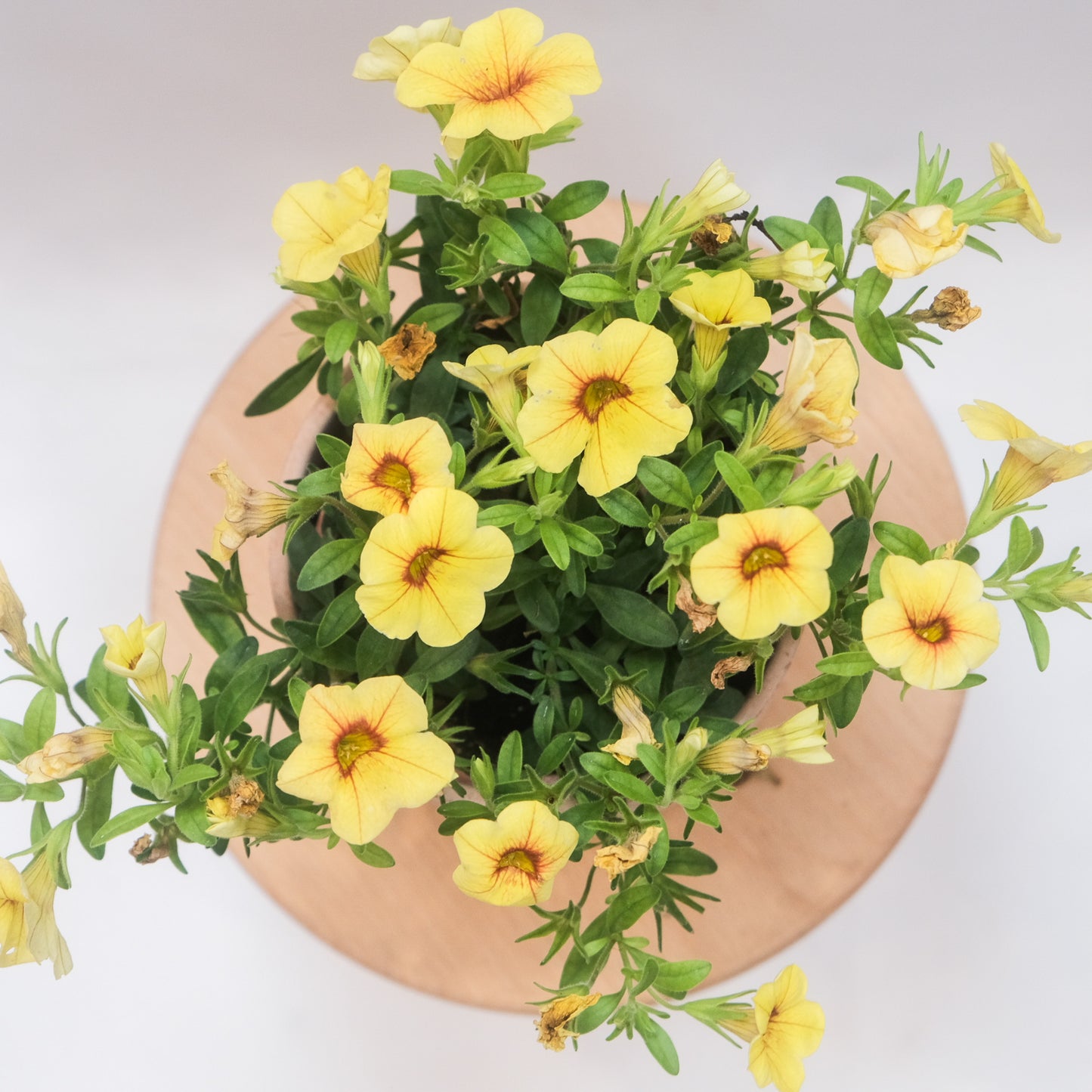 舞春花
