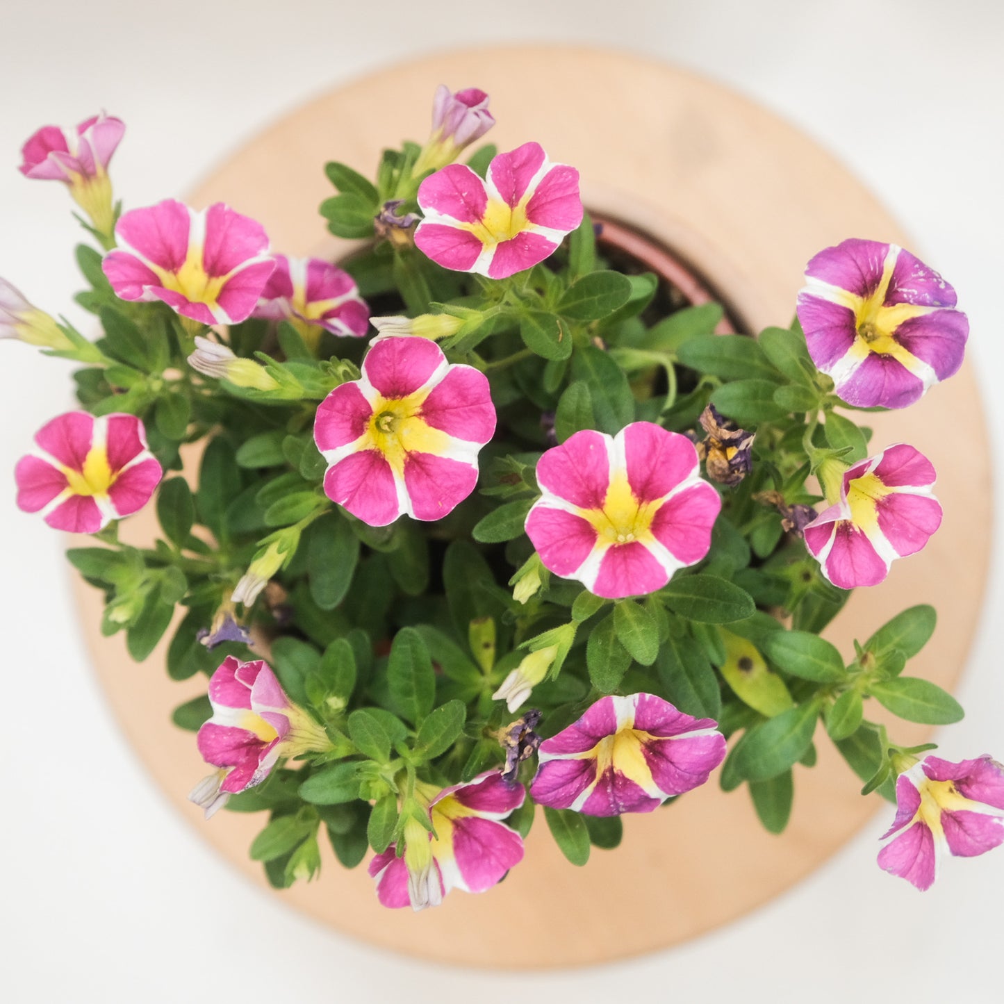 舞春花