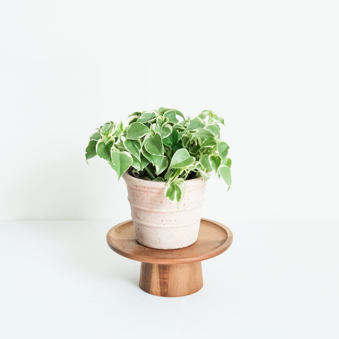 斑葉垂椒草