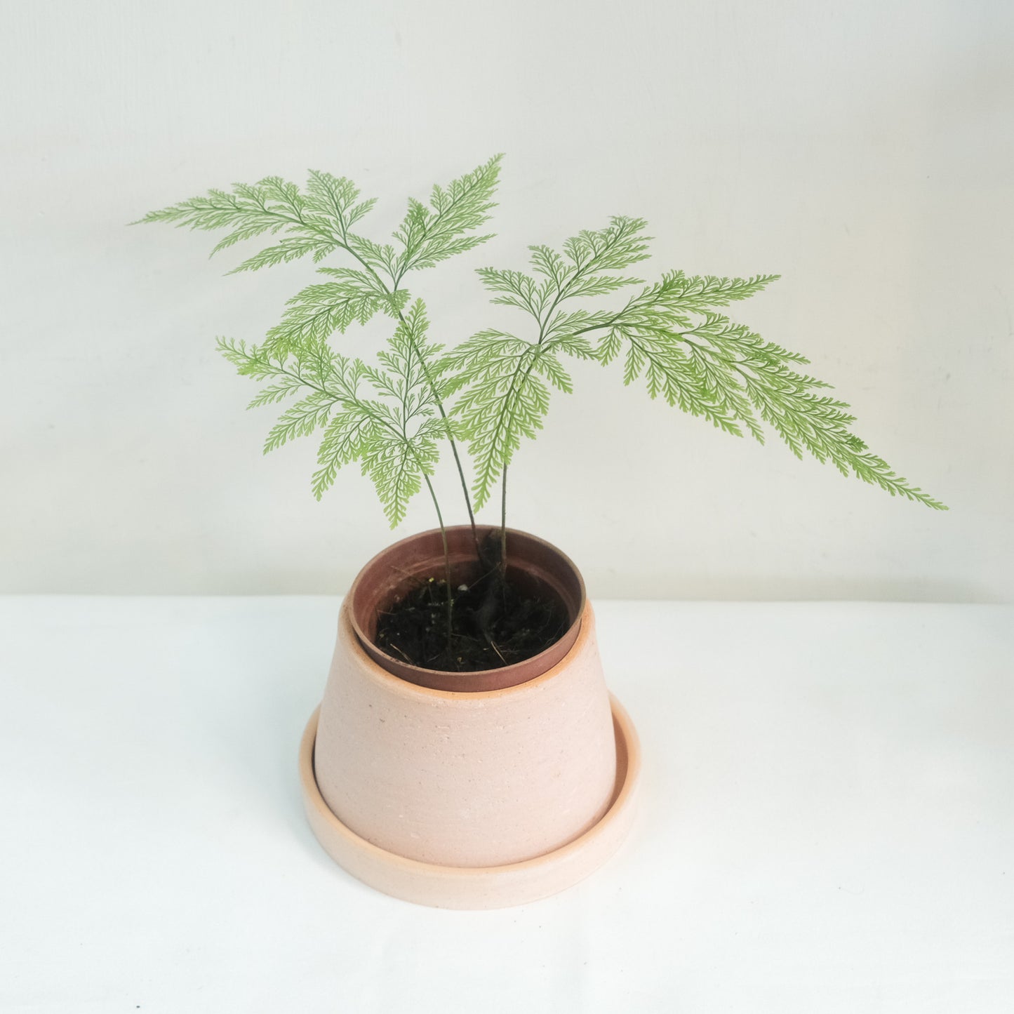 細葉骨碎補蕨