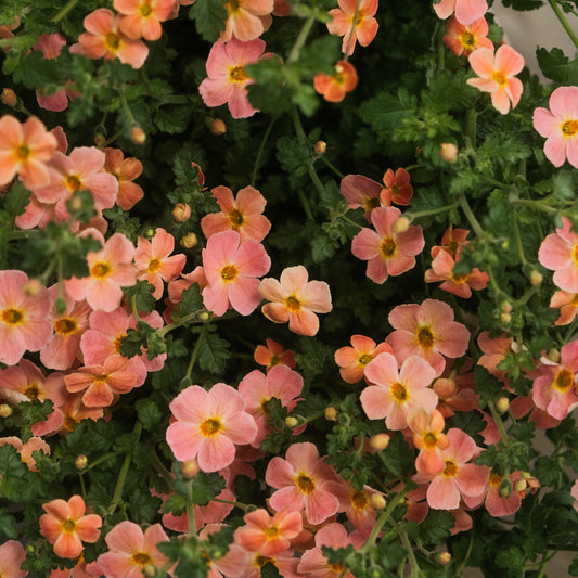 雪花蔓