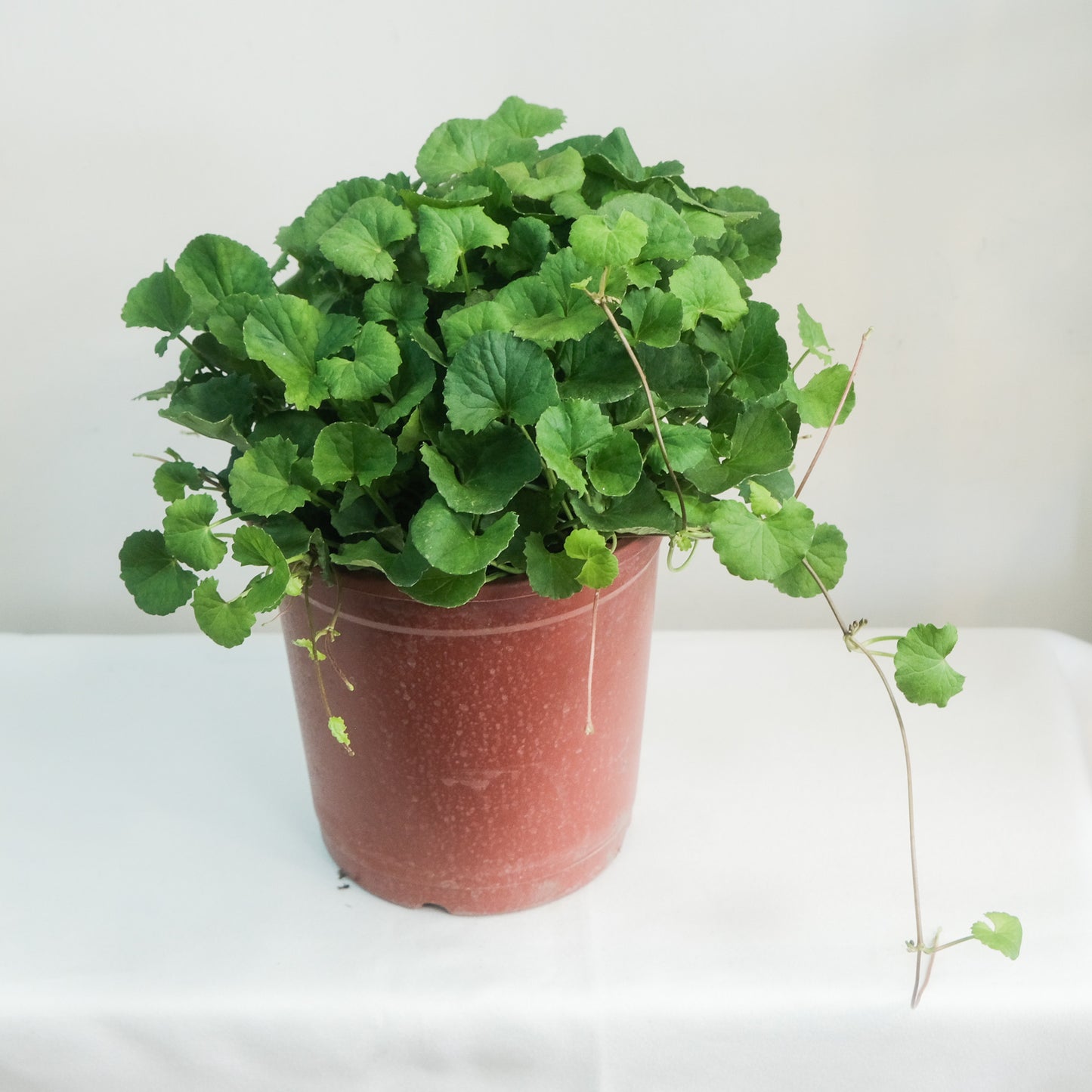 積雪草(雷公根) – Chen's Plant陳家立葉
