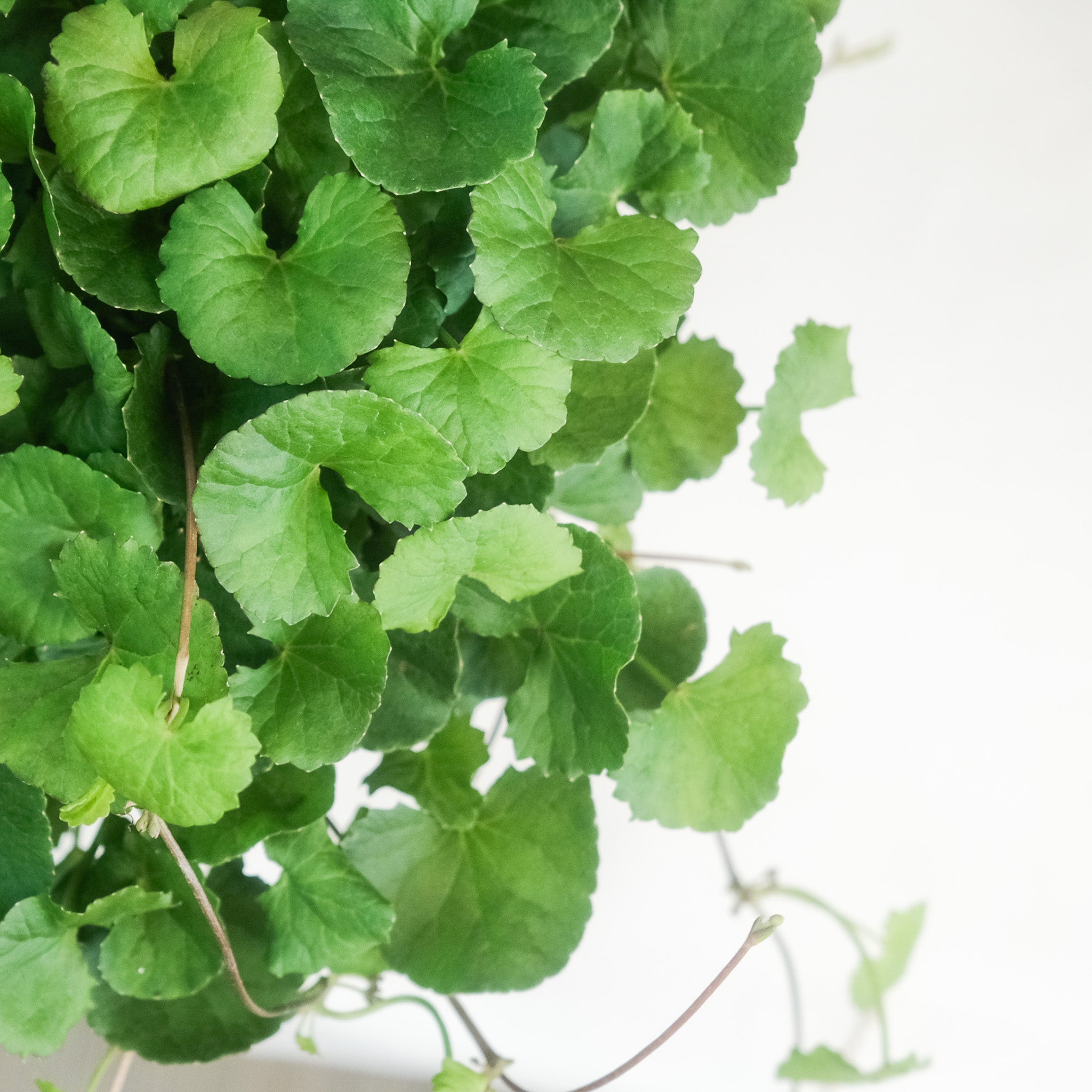 積雪草（雷公根） – Chen's Plant陳家立葉