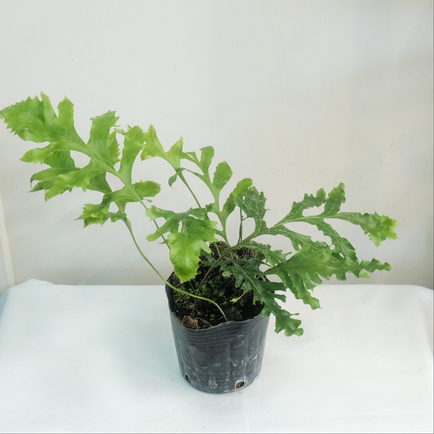 櫟葉槲蕨