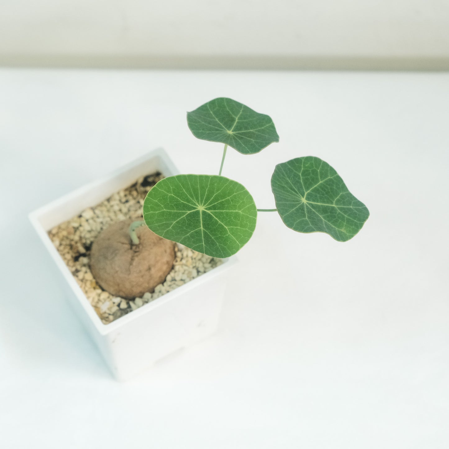 圓葉山烏龜 （一物一拍）
