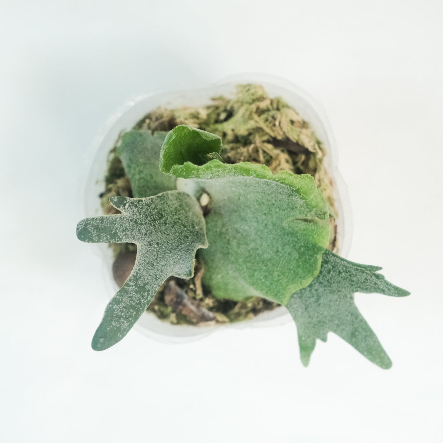 細菌鹿角蕨Platycerium willinckii 'Bacteria'