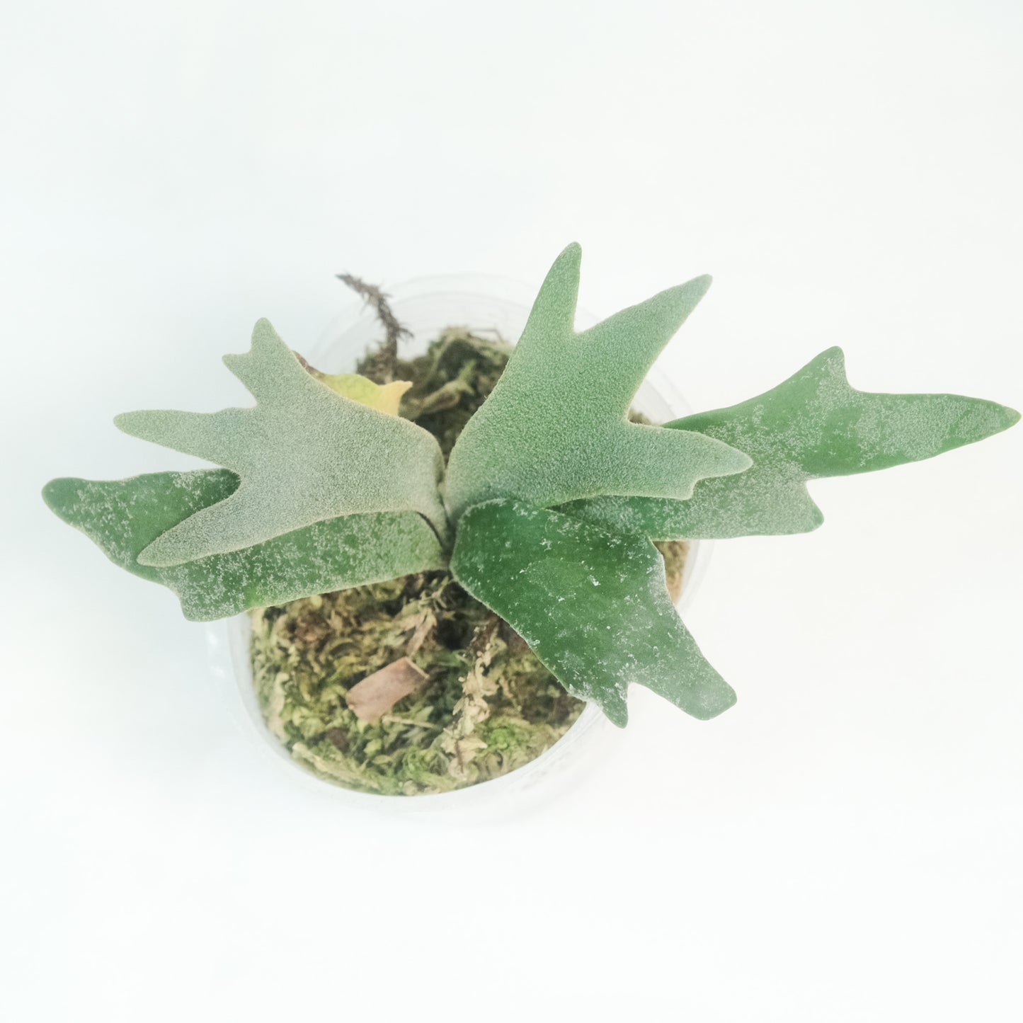 細菌鹿角蕨Platycerium willinckii 'Bacteria'