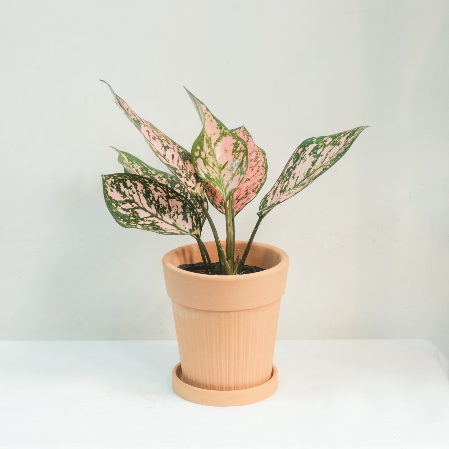 情人小姐粗肋草Aglaonema 'Lady Valentine'