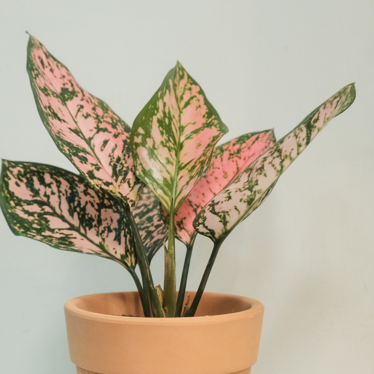 情人小姐粗肋草Aglaonema 'Lady Valentine'