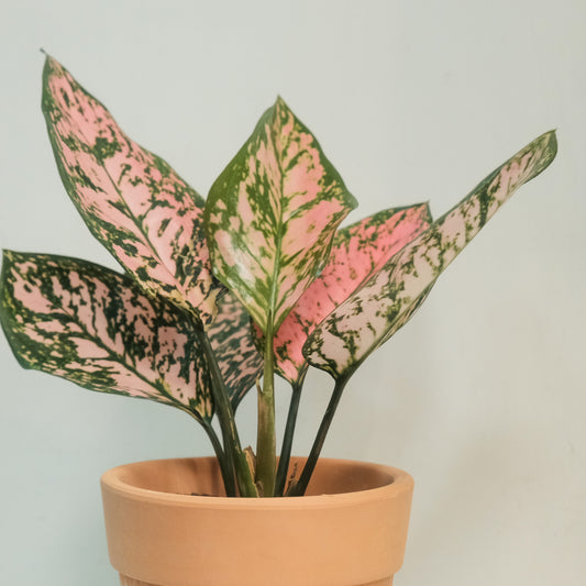 情人小姐粗肋草Aglaonema 'Lady Valentine'