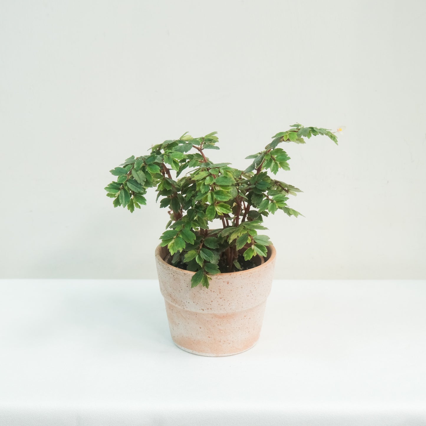 多葉秋海棠Begonia foliosa