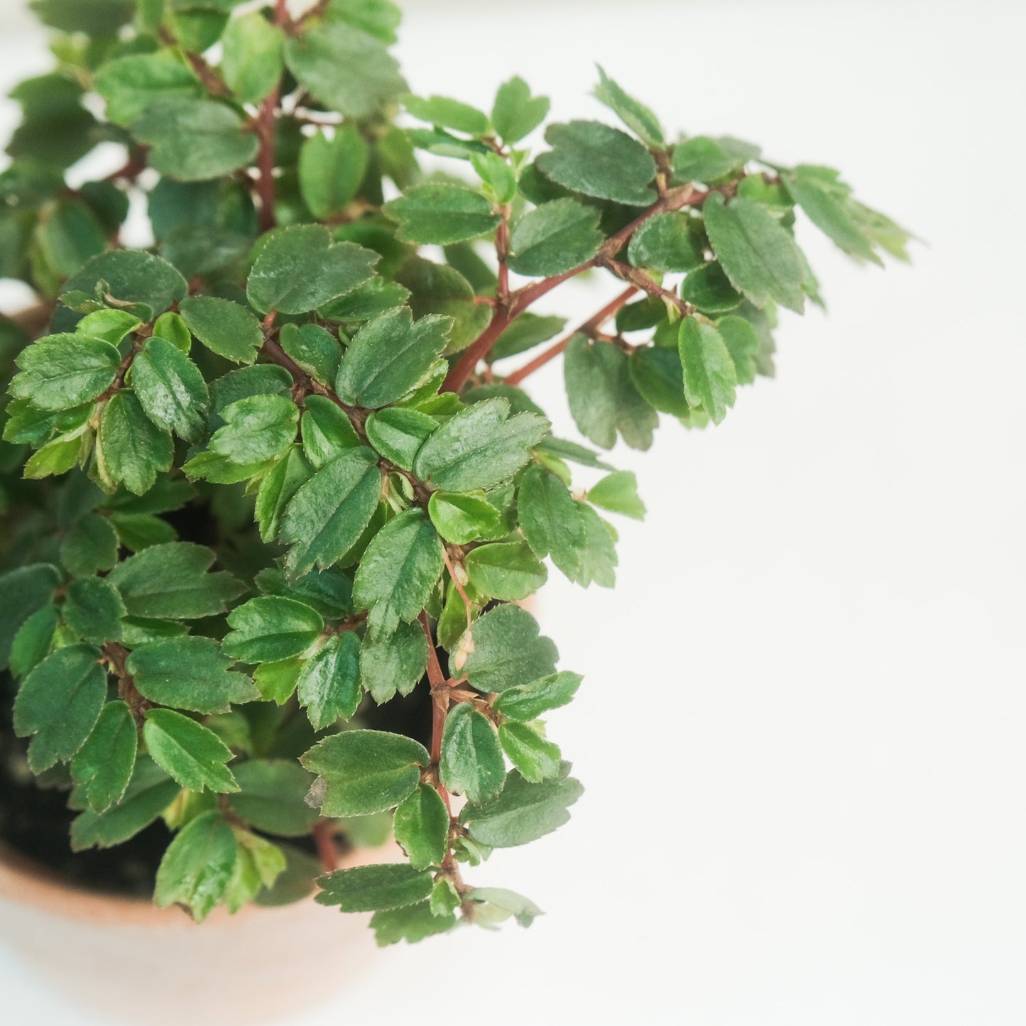 多葉秋海棠Begonia foliosa
