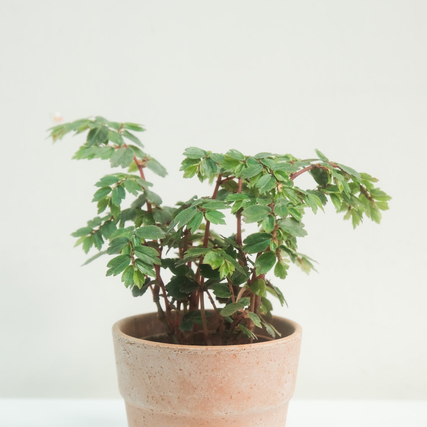 多葉秋海棠Begonia foliosa