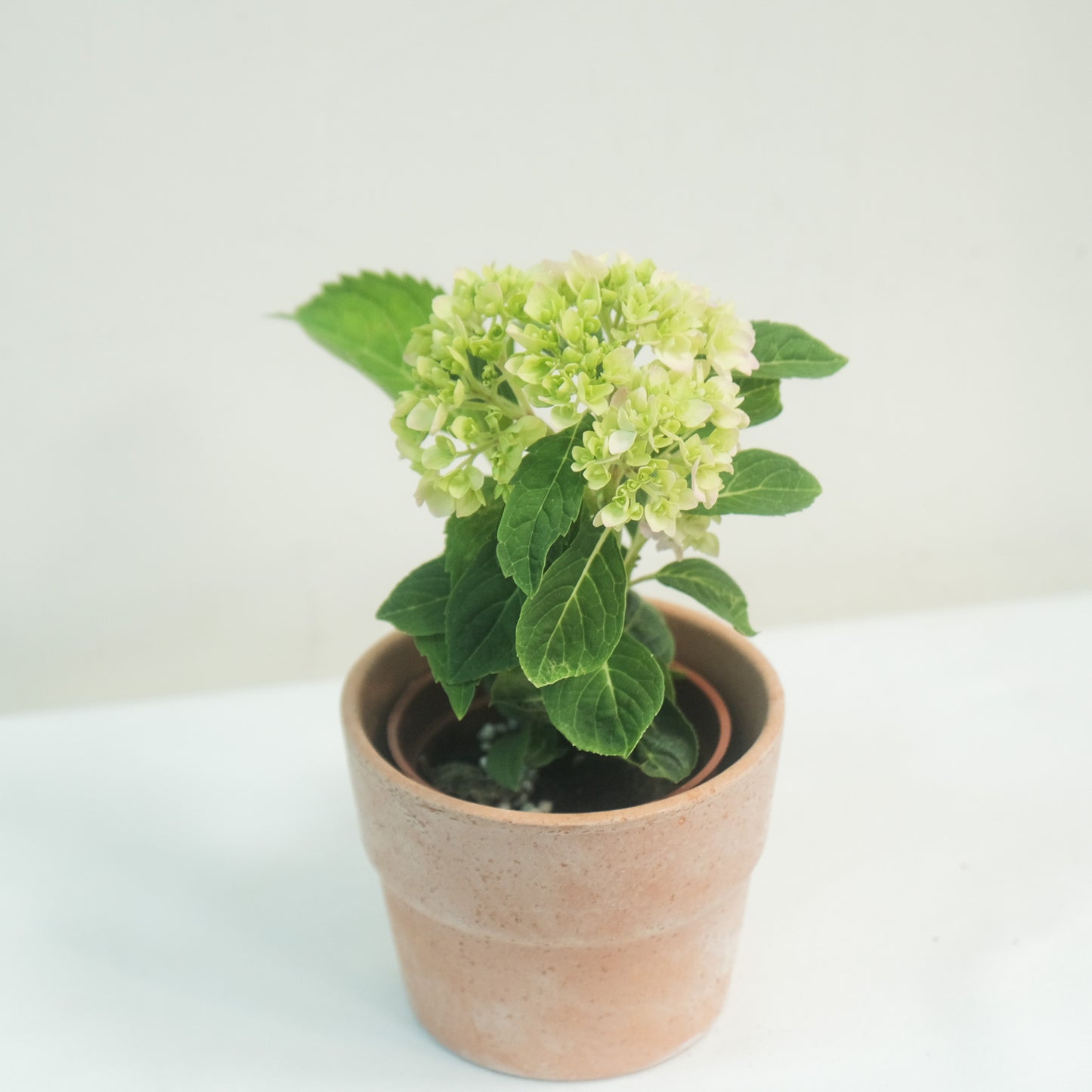 無盡夏（繡球）