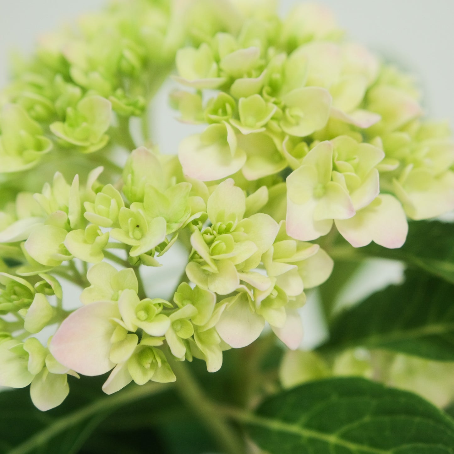 無盡夏（繡球）