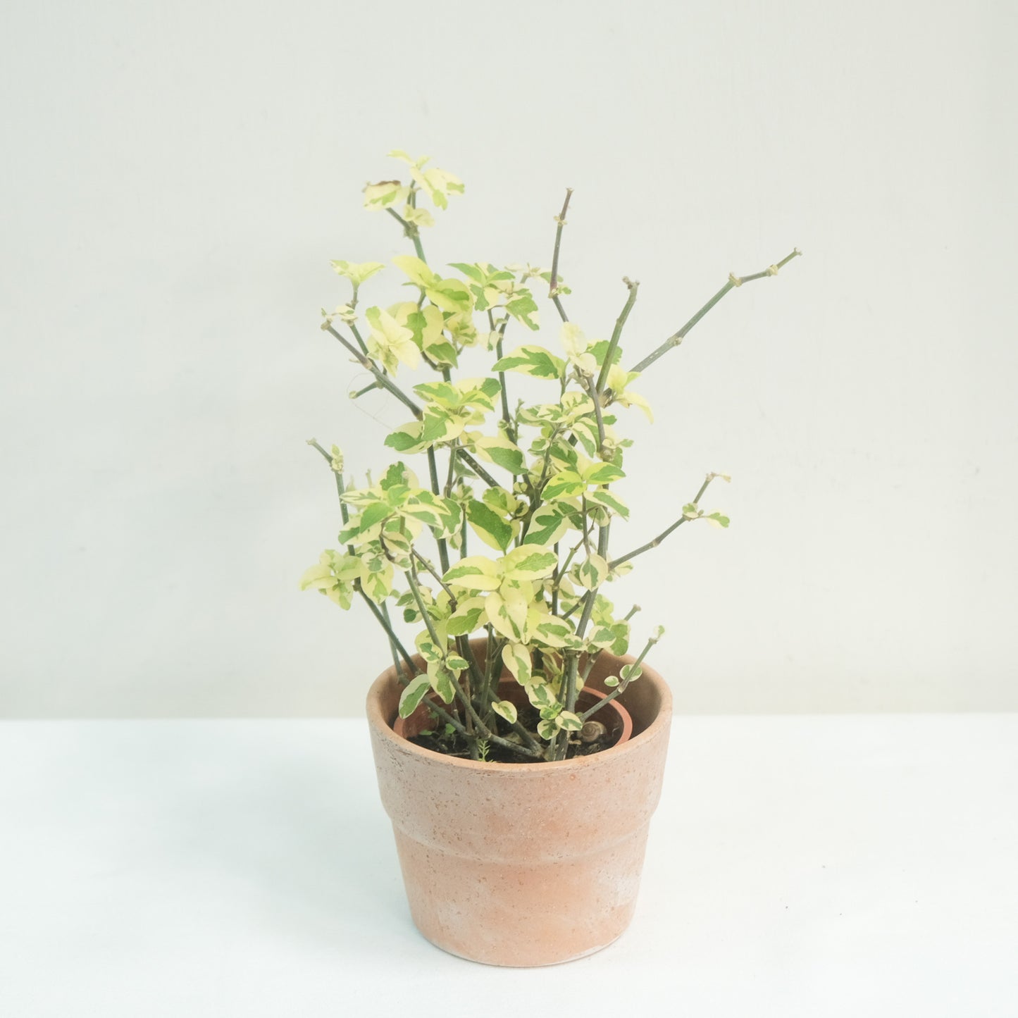 斑葉赤道櫻草