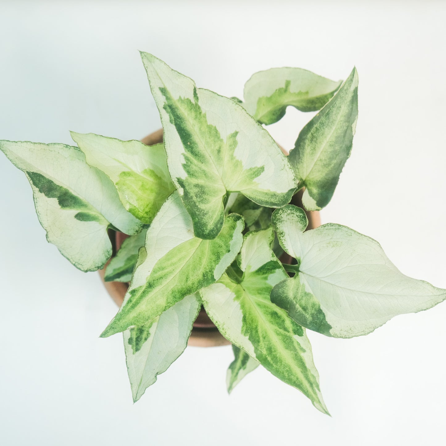 銀狐合果芋