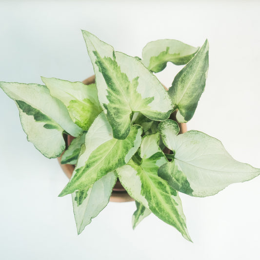 銀狐合果芋