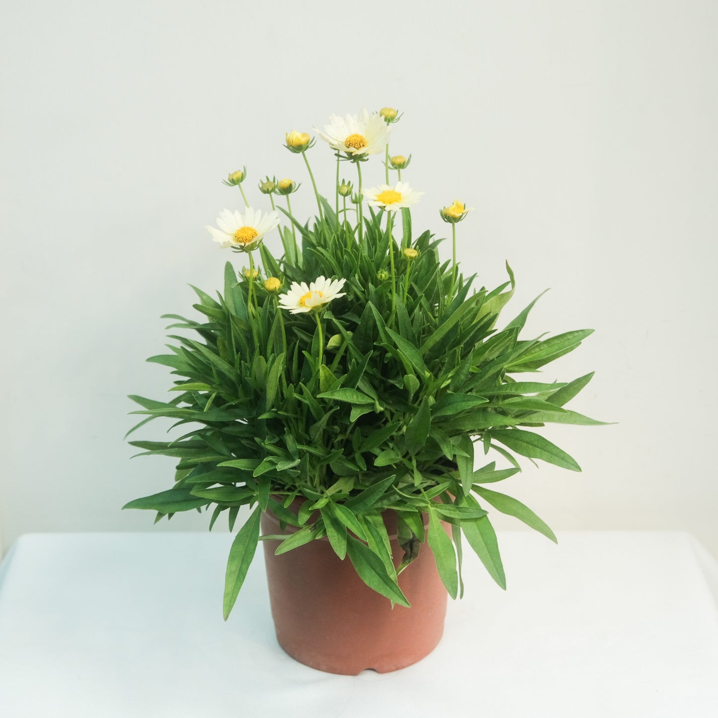 金雞菊