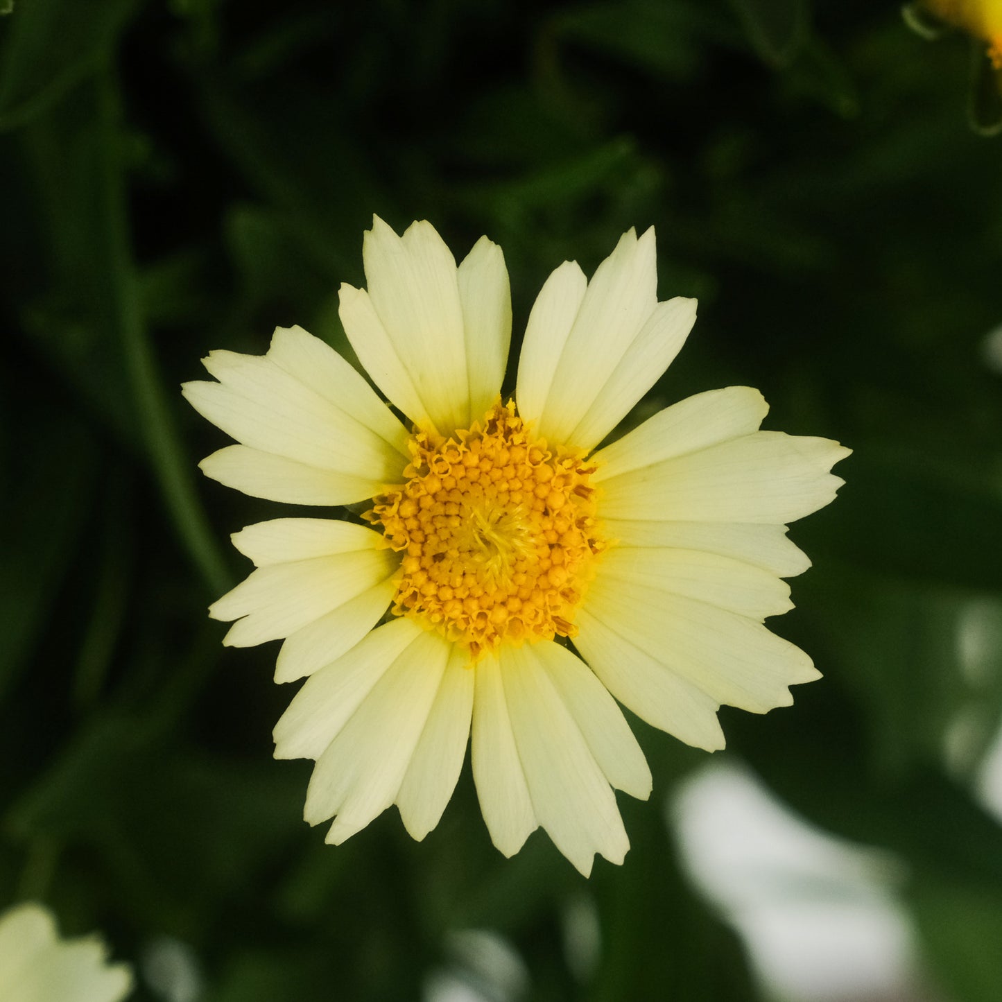 金雞菊