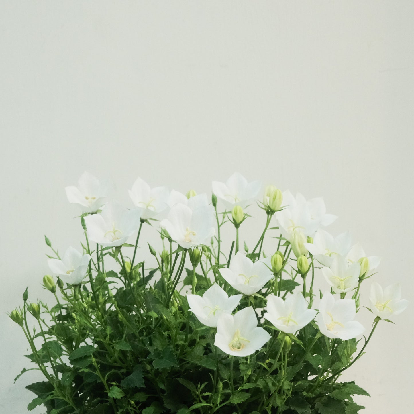 風鈴草