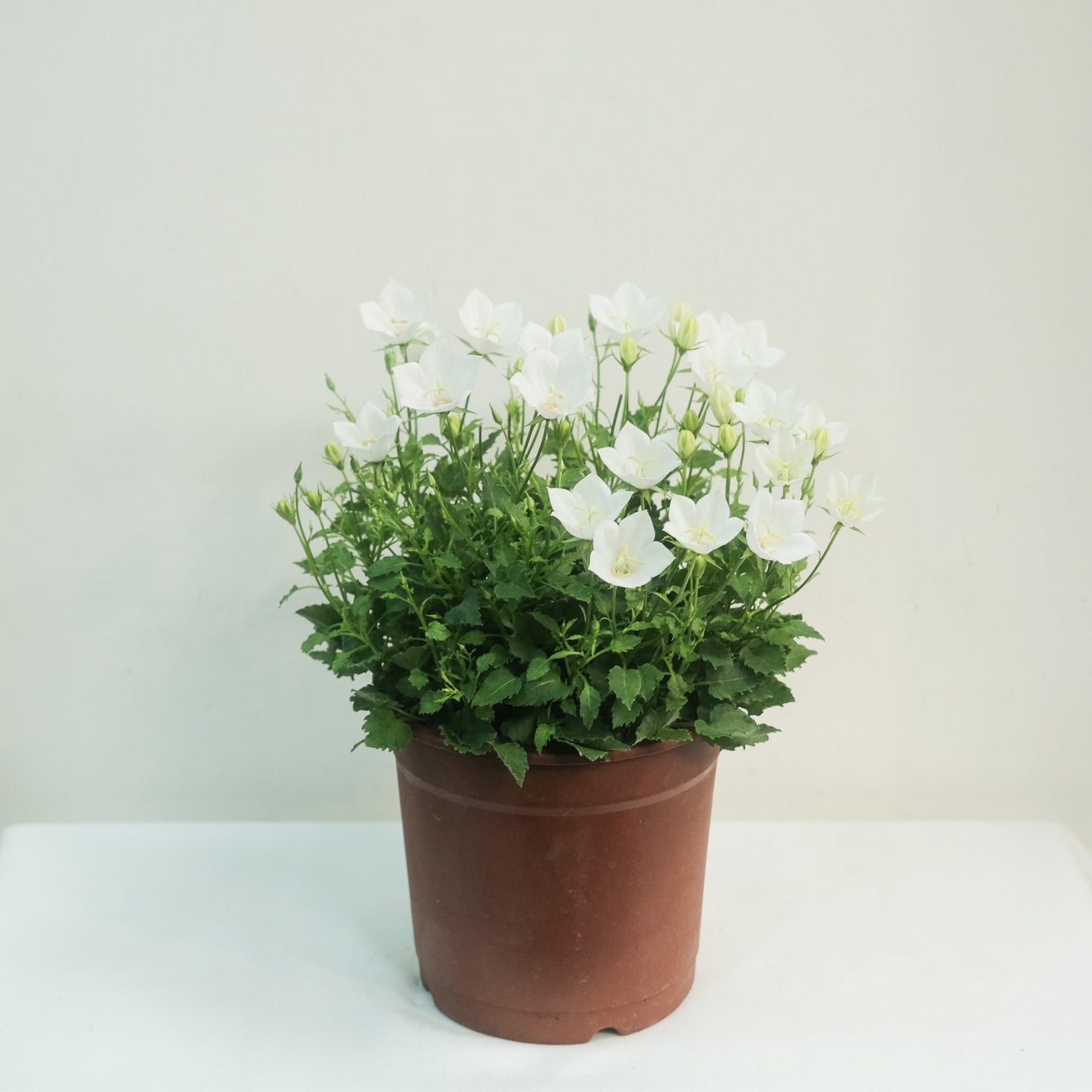 風鈴草