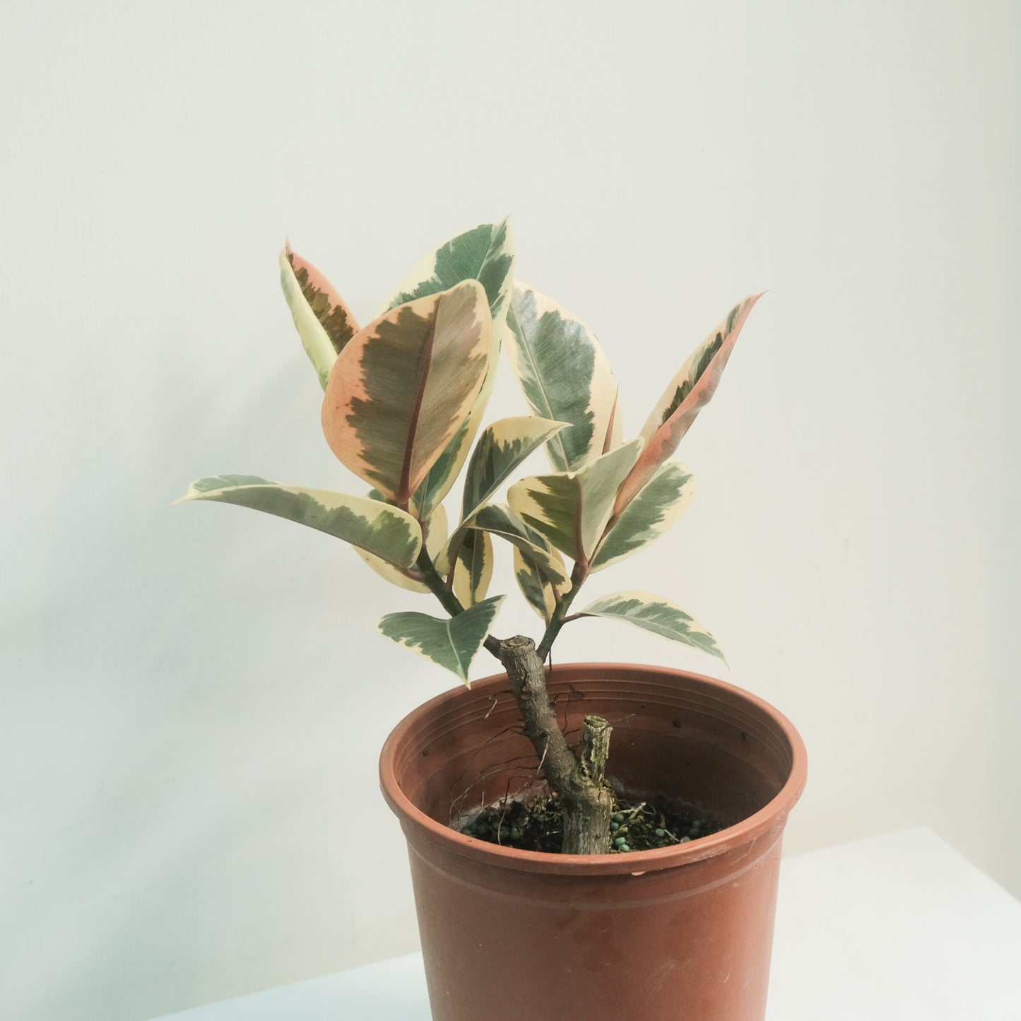 斑葉橡膠樹