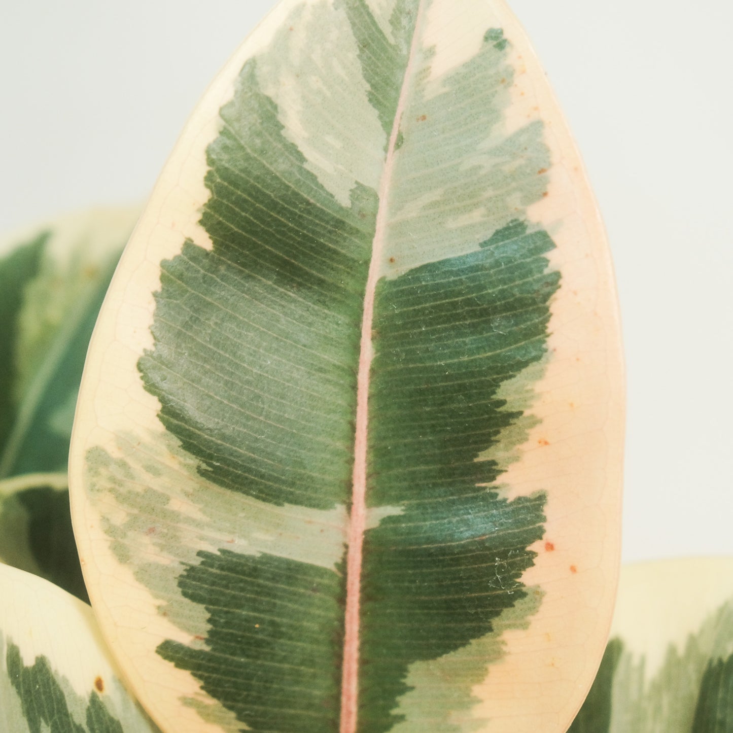 斑葉橡膠樹
